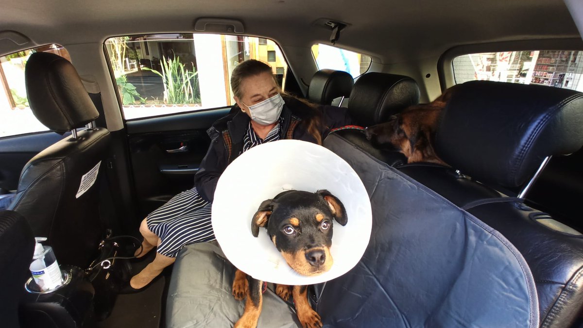 TaxiPetsSpain's tweet photo. @samfg27 @Uber_ES Nosotros llevamos #Mascotas dinos cuál es tu #Localidad y te daremos el teléfono del #Taxista que os atienda.
Sin compromiso, pregunta todo lo que quieras y necesites.
Un saludo 🐶🐱🐰 https://t.co/4PQFtxl7lS