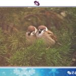 ツイートに含まれる画像