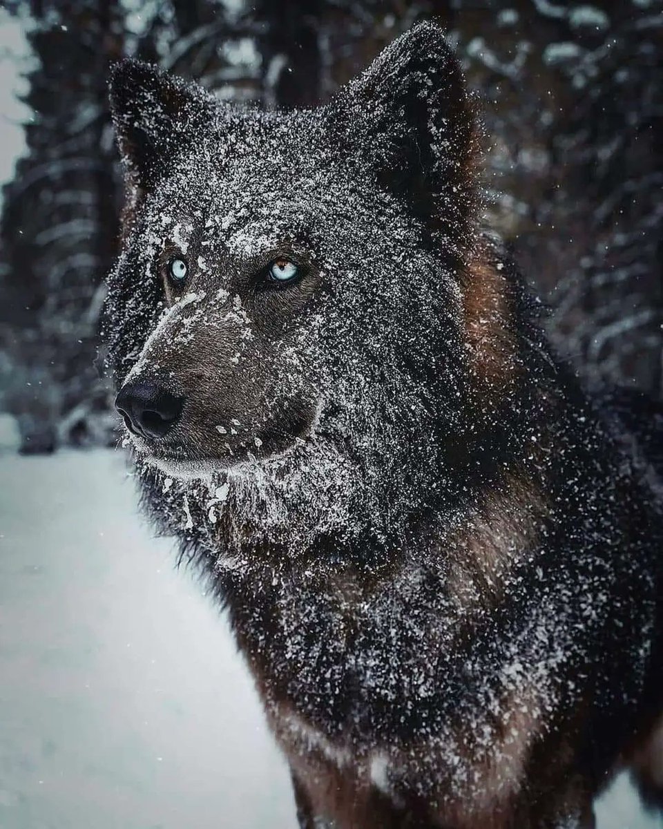 RincnCuriosoo's tweet photo. Magistral 🐺 https://t.co/UIjNfHfCtb