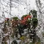 ツイートに含まれる画像