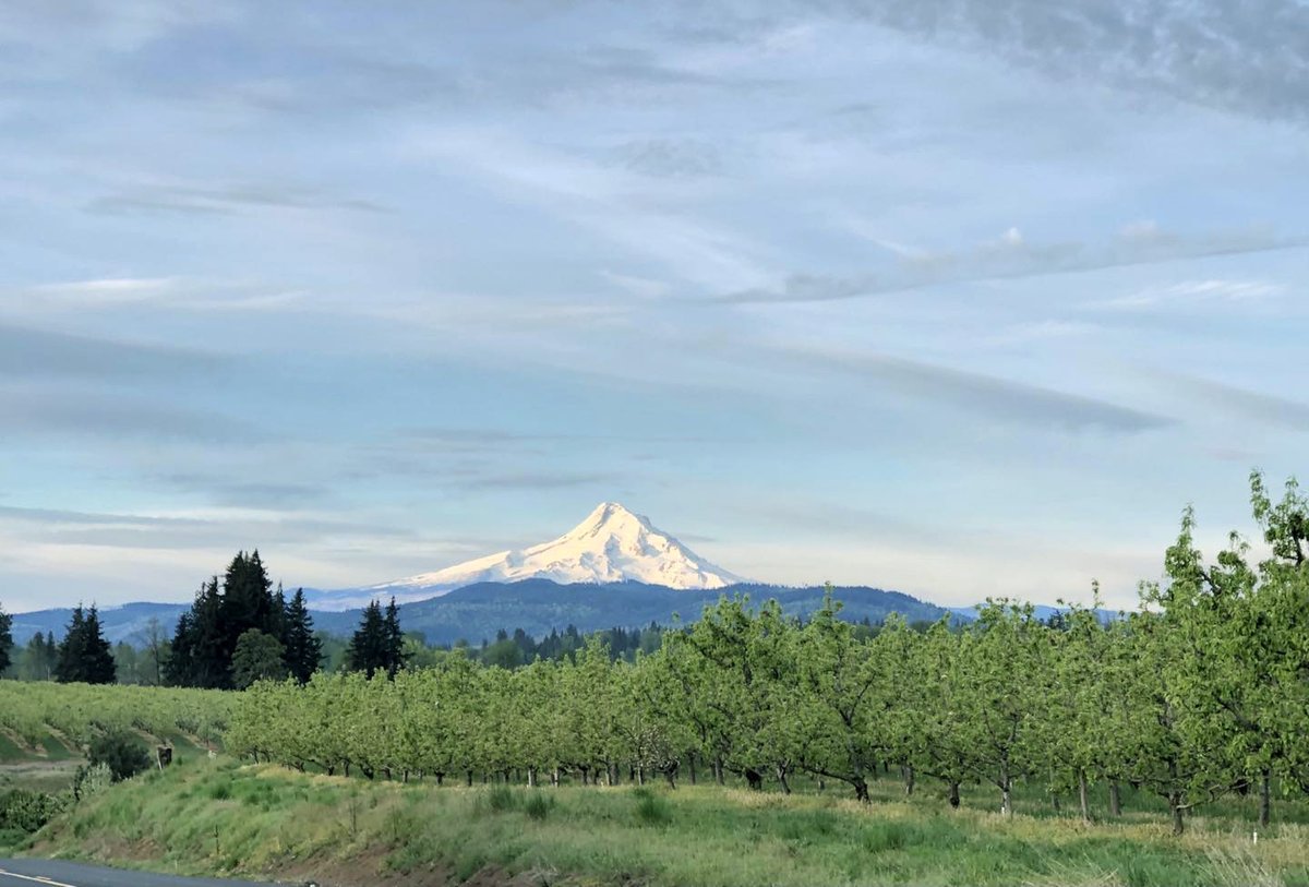 In honor of National Pear Month, we would like to celebrate our partnership with Duckwall Fruit. We focus on Anjou, Bartlett, and Bosc pears which means that Duckwall’s pears are typically available 11 months of the year, with the sole exception of July. duckwallfruit.com/sales/#pears