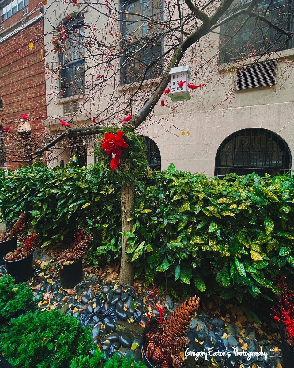 Gregory_Eaton's tweet photo. A cool #holidaydecor captured on 23rd Street in #chelsea #nyc #redcardinal #holidaydecorations #iphonephoto #iphonephotography #nycphotography #holidayphotography #letmeshootyou📸 #gregoryeatonsphotography #holidayphotography https://t.co/EXuqhvAK1b