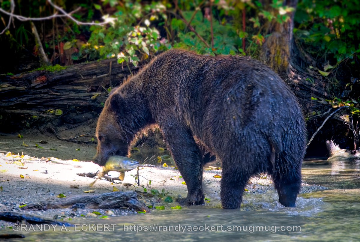 A good days fishing up at Toba Inlet just gives you a grizzly smile…

#buteinlet #grizzlybear #bear #grizzly #wildlife #bears #brownbear #grizzlybears #wildlifephotography #nature #bearsofinstagram #pandabear #animals #naturephotography #webarebearsfans #brownbears #grizzlies