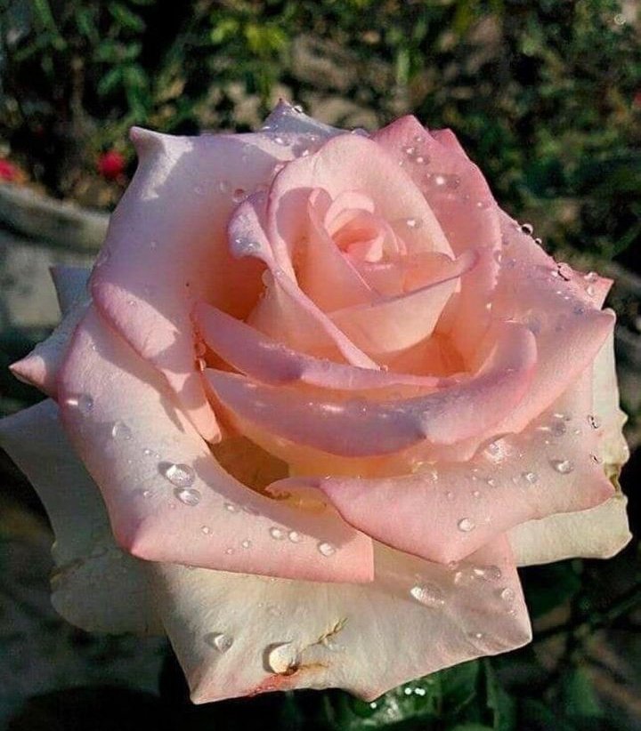 Angel_InTheSoul's tweet photo. #perfectnature💗💗💗💗🌹 https://t.co/9EpxQnYxgm