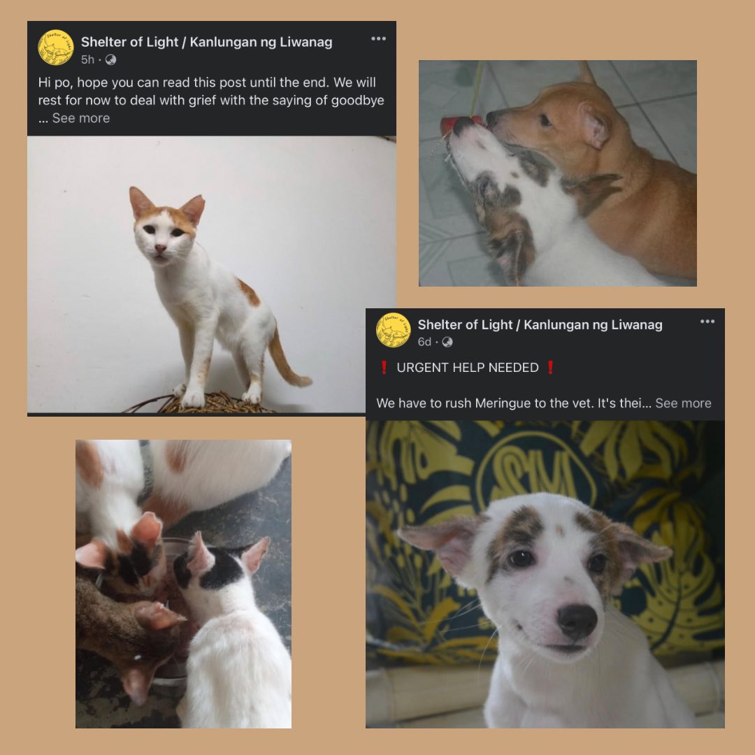 ragenv_'s tweet photo. Shelter of Light / Kanlungan ng Liwanag knocks on everyone’s hearts this Christmas. 
Your donations will help them buy food and other needs for their rescued animals. 

#ShelterofLight #kanlunganngliwanag #rescuedcats #rescueddogs #donate #donationswelcome #christmasspirit https://t.co/8xU8Z4bhYU