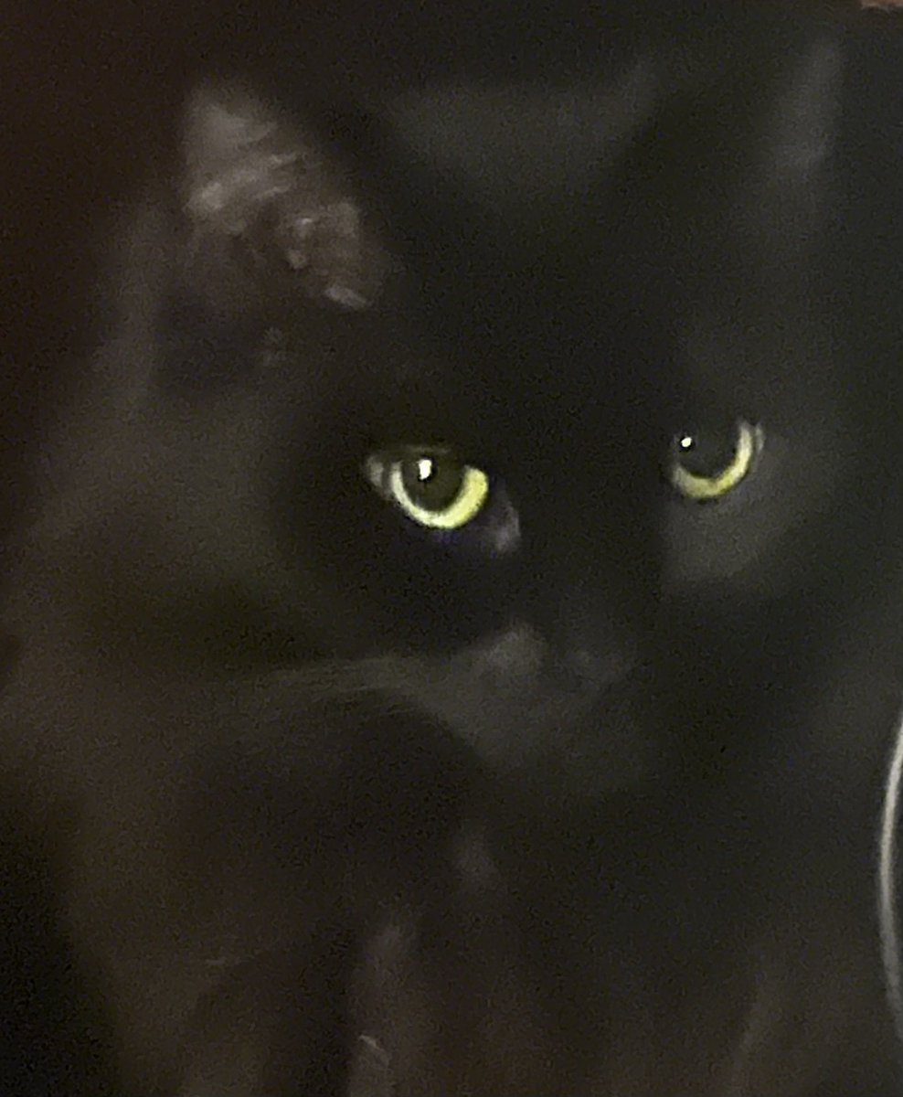 AuthorRKK's tweet image. It’s startling asf when you peer into a dark corner and see it staring back at you.