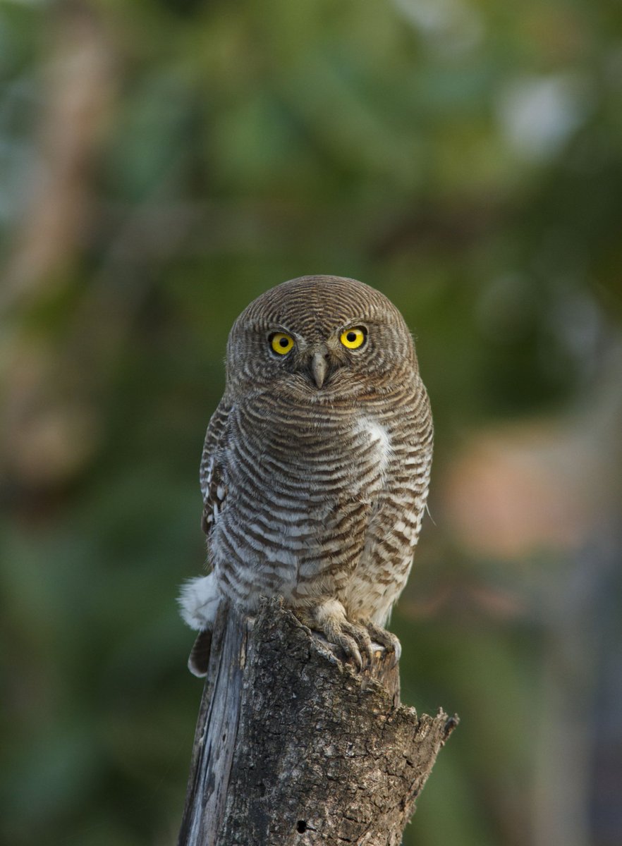 Bhrigu KP tweet media