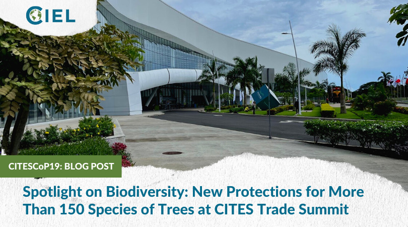 ciel_tweets's tweet photo. While the #CBD15 is underway in Montreal 🇨🇦 we shine a spotlight on #Biodiversity &amp; celebrate the new protections for 150+ species of trees at #CITESCoP19.

A major victory for forests &amp; a key step to address biodiversity loss &amp; the #ClimateCrisis.

READ: https://t.co/jw7OW3ZMKS https://t.co/BrO2DEyCoM