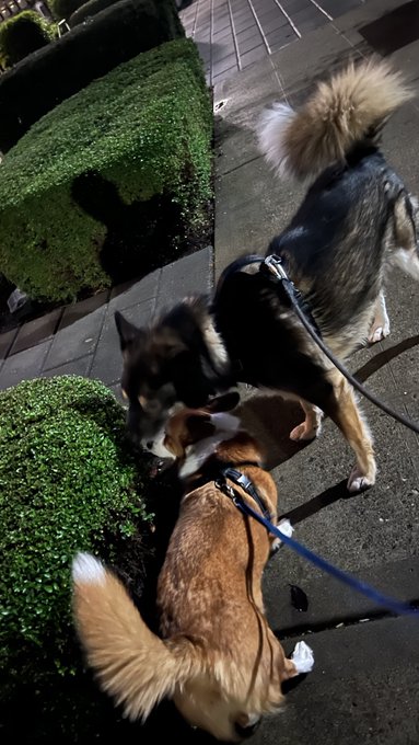 My boys. ❤️ https://t.co/dNqYsDKLCa