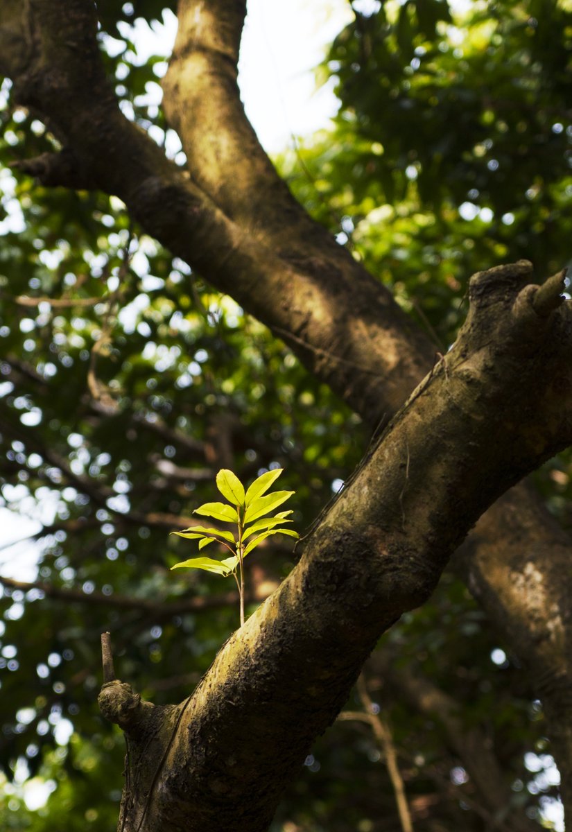 False_monk's tweet image. 前几天账号被黑，清理了一波。各位推友多有得罪，见谅见谅！！！#老树新枝