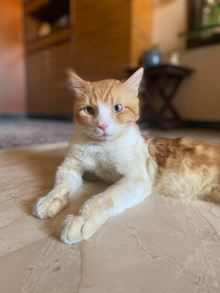 GauravSaha's tweet photo. #PSA adorable elderly cat whose jaw hd dislocated bt rcvrd. Looking 4 #furrever home/ foster tl he finds permanent home Ideal cat, loves 2 be picked up &amp; cuddled, talks a lot. Persian Indi mix. If fostered all food, litter wl b provided #Mumbai

Pls RT 4 good karma🙏 DM 4 contact https://t.co/qkK946Trm0
