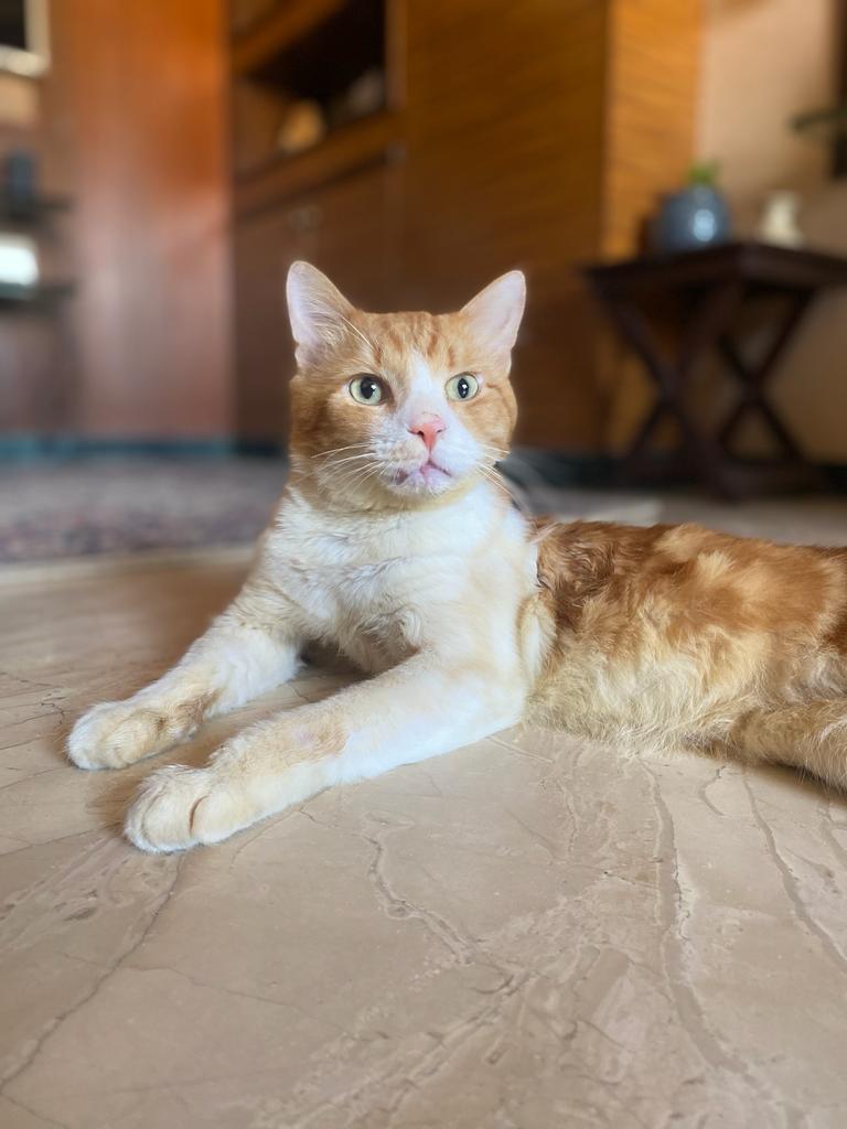 GauravSaha's tweet photo. #PSA adorable elderly cat whose jaw hd dislocated bt rcvrd. Looking 4 #furrever home/ foster tl he finds permanent home Ideal cat, loves 2 be picked up &amp; cuddled, talks a lot. Persian Indi mix. If fostered all food, litter wl b provided #Mumbai

Pls RT 4 good karma🙏 DM 4 contact https://t.co/qkK946Trm0