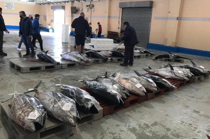 coincopesca's tweet photo. 🔎 COINCOPESCA exigeix a la Secretaria General de Pesca que les 700 tones de tonyina roja que s'han augmentat per al 2023 es repartisquen entre les embarcacions artesanals 

📢 Llig ací tota la informació:
https://t.co/MgS9P4YSfM https://t.co/rvN9OUAPlm