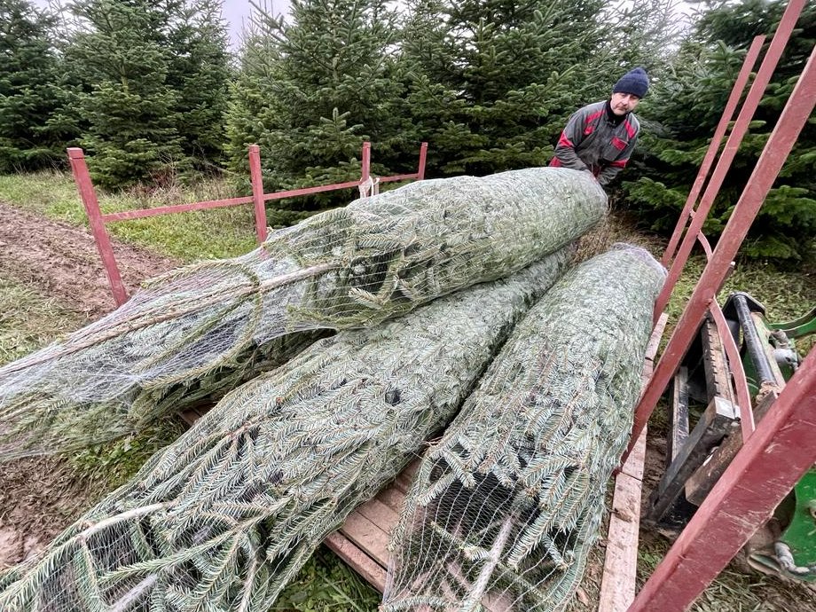 PacomeBassien's tweet photo. 🎄 Taille, entretien… Entrez dans une plantation de #sapins de Noël à #Broyes @UnionArdennais
➡️ https://t.co/HMcNMxOOpF
#Marne #Noël https://t.co/TV3NhkYfC7
