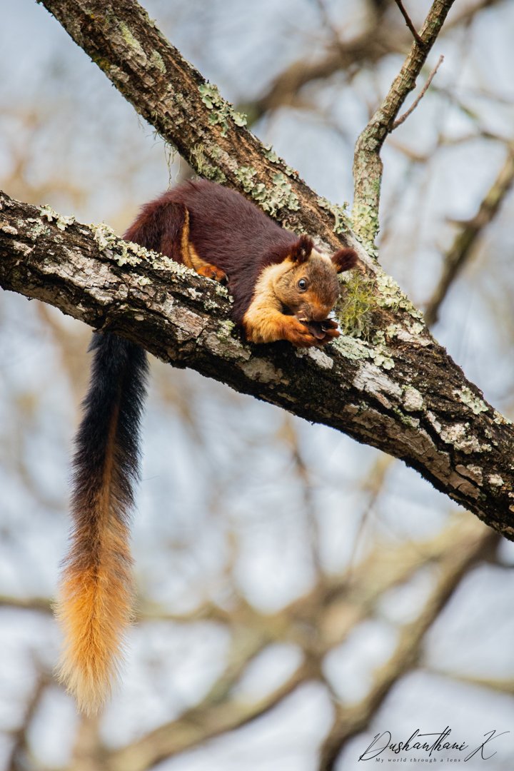Dush18's tweet photo. Kabini - Indian giant squirrel also identified as Malabar giant squirrel at times.
#wildlifephotography #NaturePhotography #kabini #wild #naturelover #squirrel #wildlife #nature #travelphotography #traveler #travel https://t.co/MT1Mp0CTc7