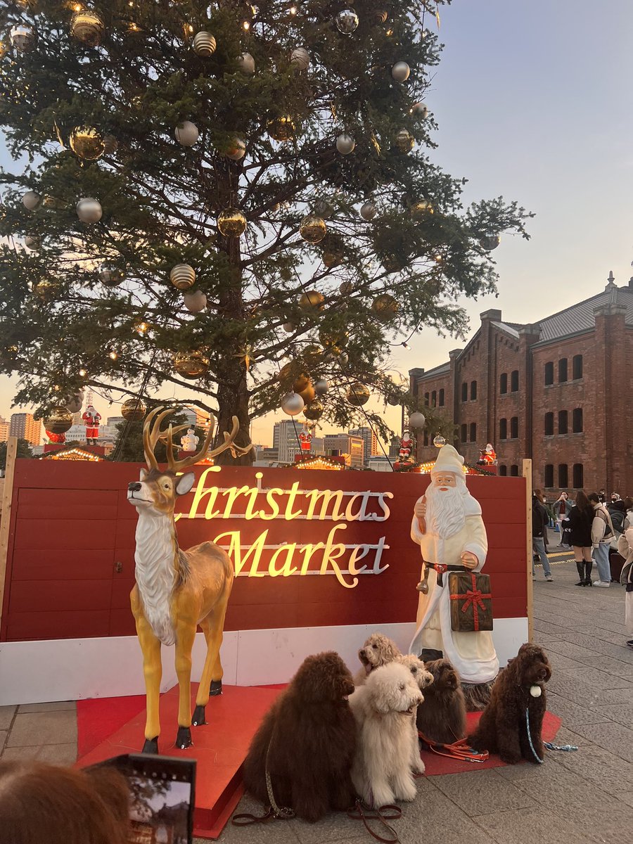 「横浜のクリスマス可愛いね犬!もふもふの集まり!みたいな集会があってひたすら眺めて」|いくじ🍙のイラスト