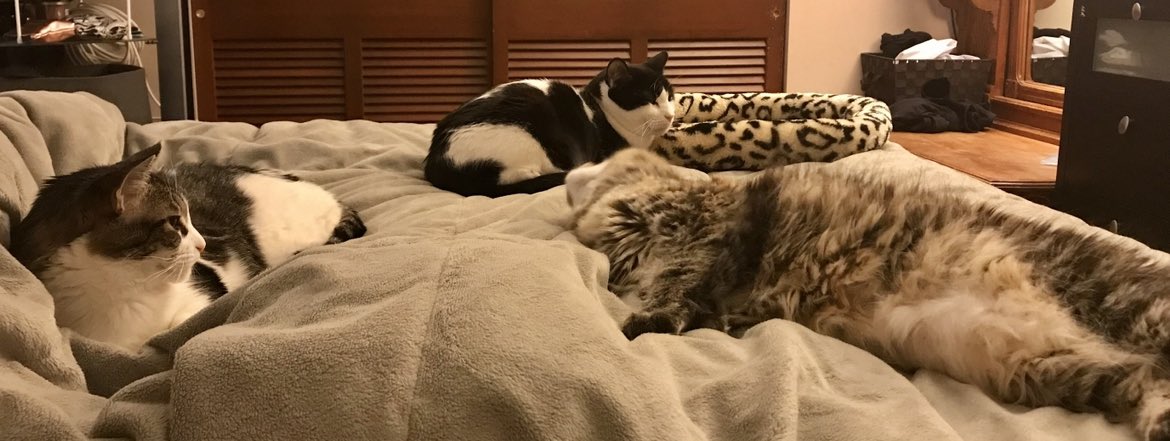 UpuQue's tweet photo. Archie and Coco had an after-midnight ritual where they got food &amp; then went to the living room to hang out, and now every night Archie is crying and making me sit with him out there &amp; I feel very sad for him 🥺 #Cats #CocoCat #ArchieCat #CatsOfTwitter #CatFriends https://t.co/g6ZGWw8XWA