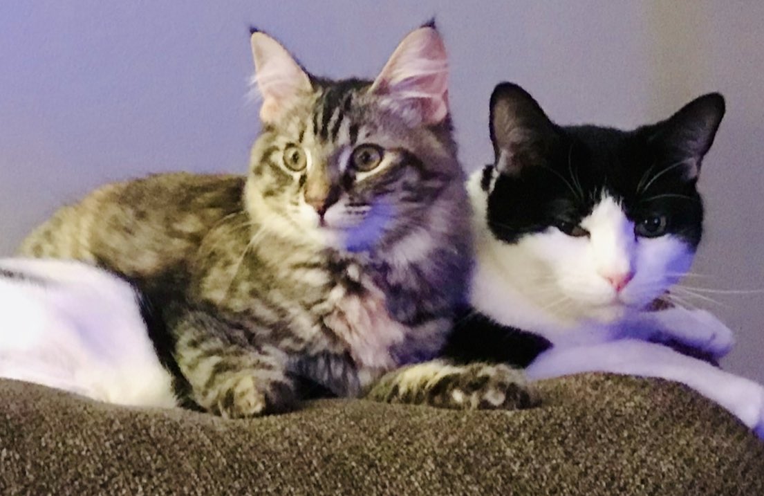 UpuQue's tweet photo. Archie and Coco had an after-midnight ritual where they got food &amp; then went to the living room to hang out, and now every night Archie is crying and making me sit with him out there &amp; I feel very sad for him 🥺 #Cats #CocoCat #ArchieCat #CatsOfTwitter #CatFriends https://t.co/g6ZGWw8XWA