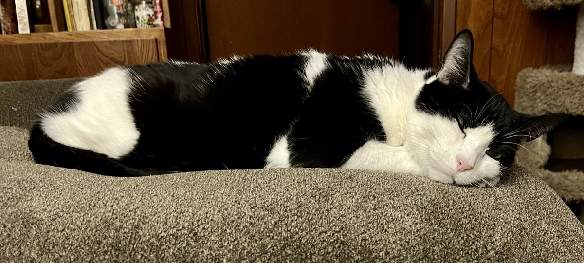 UpuQue's tweet photo. Archie and Coco had an after-midnight ritual where they got food &amp; then went to the living room to hang out, and now every night Archie is crying and making me sit with him out there &amp; I feel very sad for him 🥺 #Cats #CocoCat #ArchieCat #CatsOfTwitter #CatFriends https://t.co/g6ZGWw8XWA