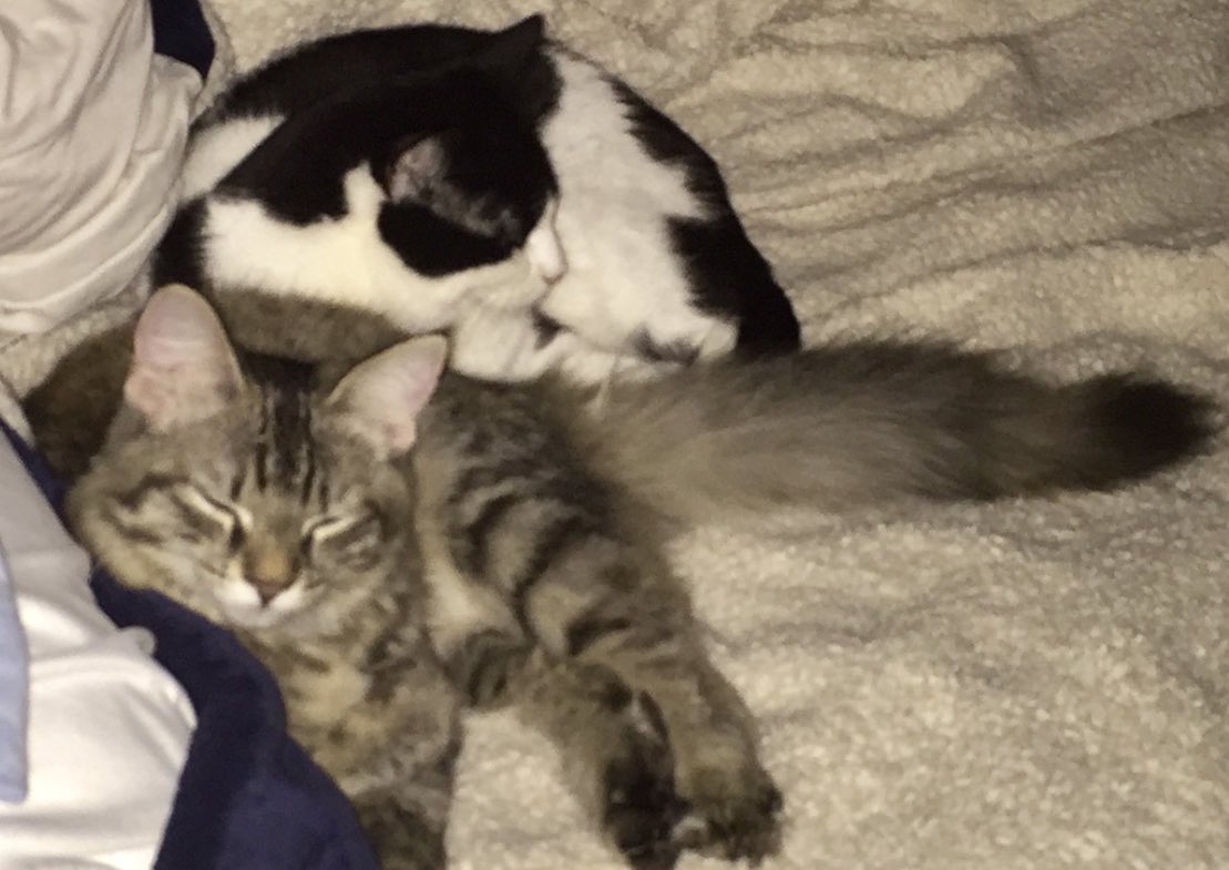 UpuQue's tweet photo. Archie and Coco had an after-midnight ritual where they got food &amp; then went to the living room to hang out, and now every night Archie is crying and making me sit with him out there &amp; I feel very sad for him 🥺 #Cats #CocoCat #ArchieCat #CatsOfTwitter #CatFriends https://t.co/g6ZGWw8XWA
