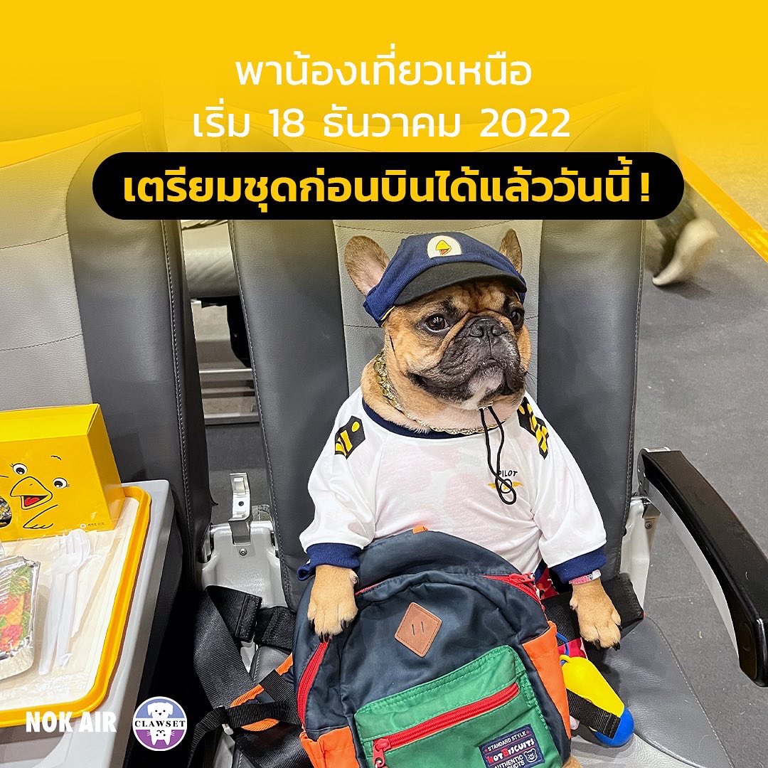 NokAirlines's tweet photo. ชุดเท่ห์ไม่แพ้ใคร ฟรี! เมื่อจองเเพคเกจ Pet Onboard สอบถามรายละเอียดได้ที่ line : nokair-petonboard #petonboard #clawset https://t.co/WZmxX1oa6a