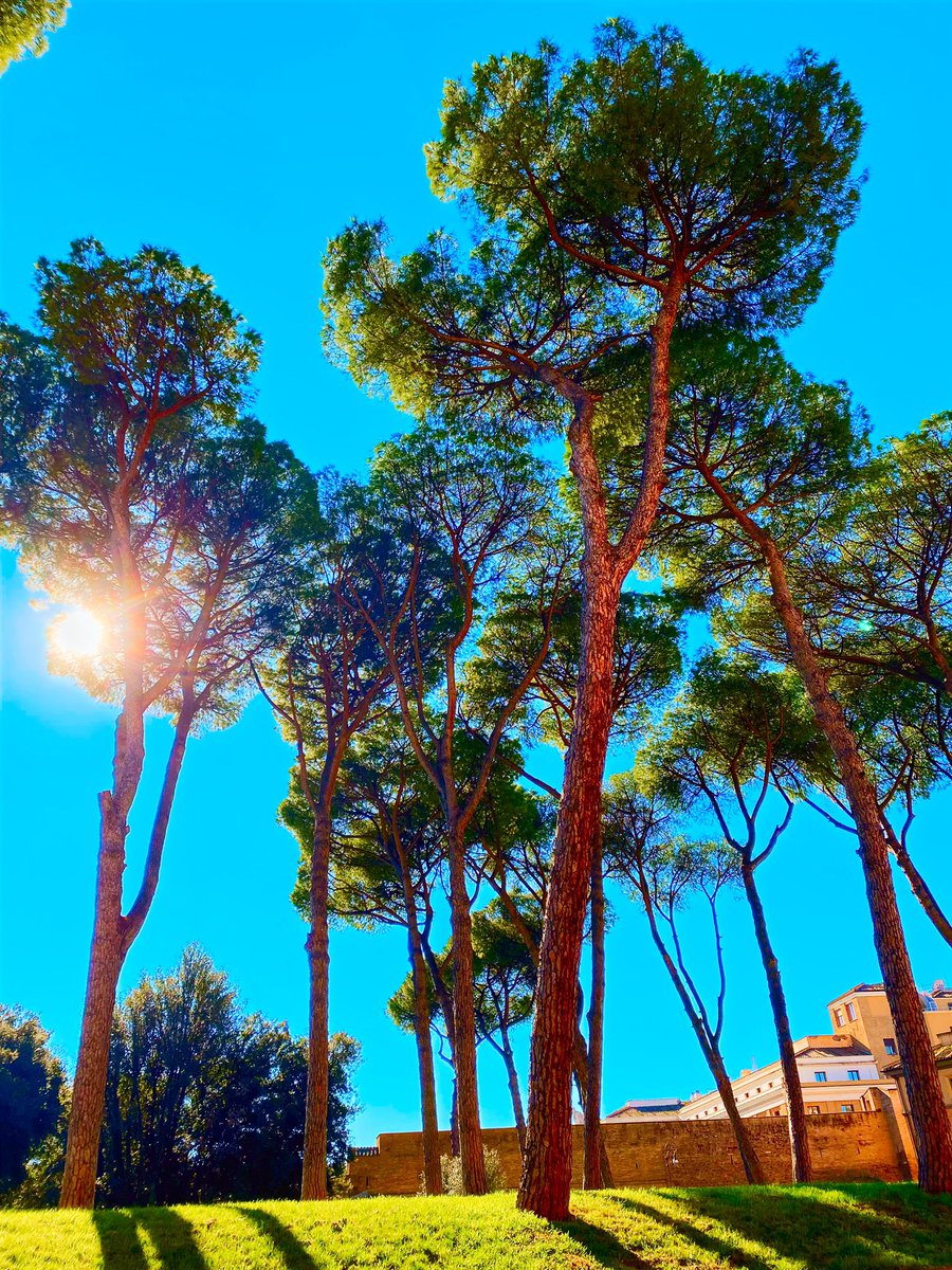az_eMesi's tweet photo. Have a nice day everyone 😎🙂 #sunshine #trees #sky #eMesiphoto #goodmorning #bluesky #NatureBeauty #NaturePhotography https://t.co/8PM6EZr8BI