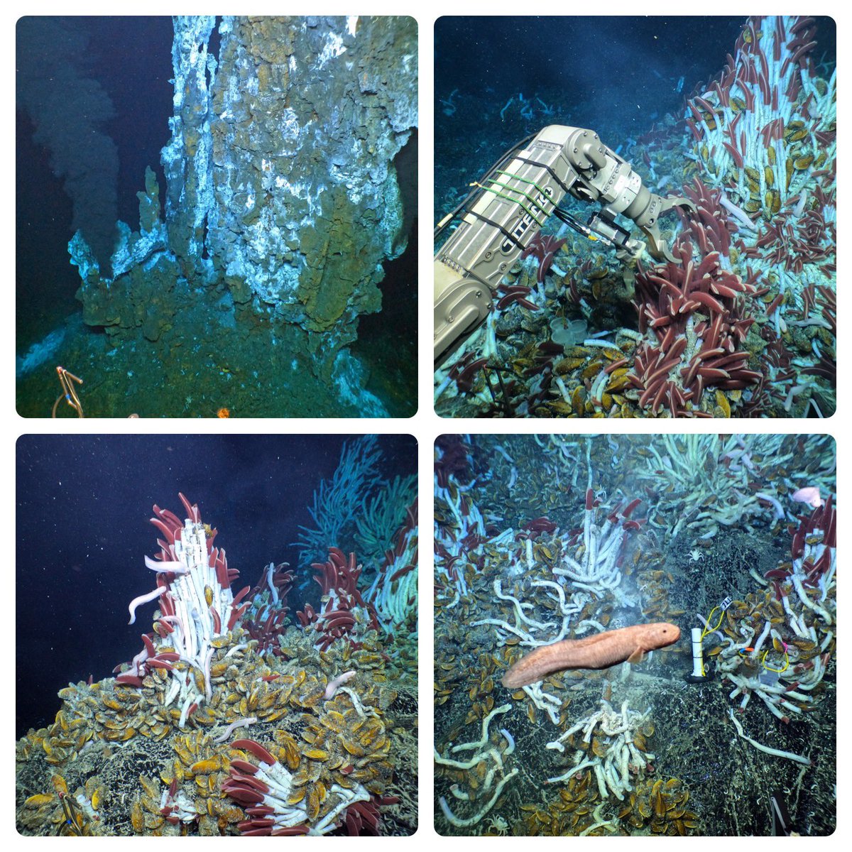 First dives completed at the #EPR!These #vents at Tica are now a thriving forest of Riftia and sulfide spires. Looking better than in 2021! So excited to get our science out and study these communities! #Biofilms4Larvae #NSFfunded

Read more here: wp.wwu.edu/arellanolab/ca…