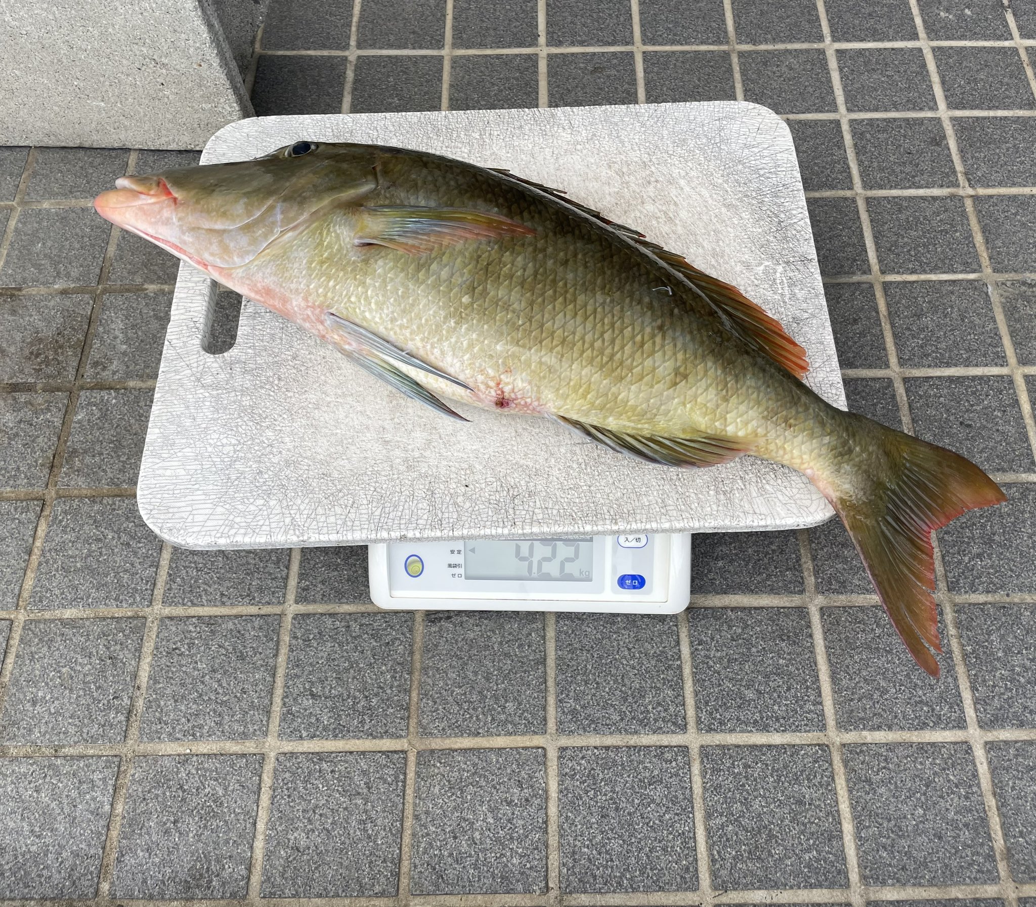 年中無休】 ❤釣りマニアの必需品＆大人気❣不沈＆水深99.9mまで探知OK