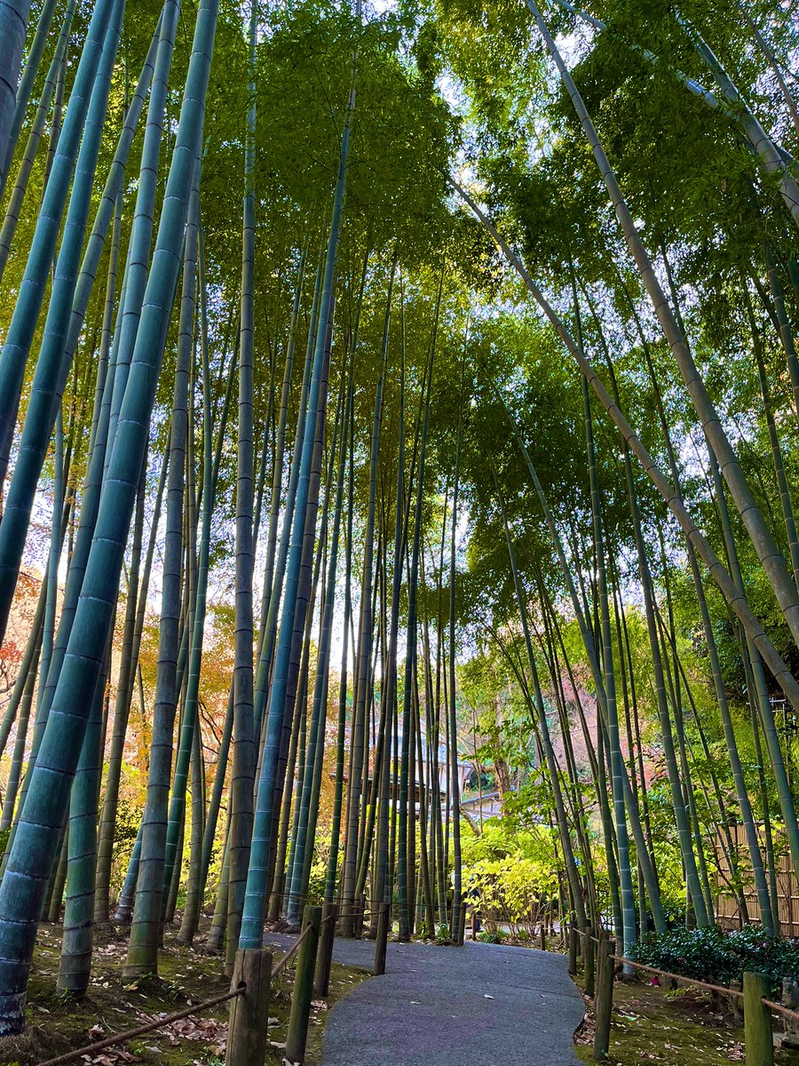 korokoro_yutai's tweet image. 北鎌倉明月院（あじさい寺）
平日なので丸窓（悟りの窓）の撮影の列も少なめ。
入館料500円のほかに特別拝観料（500円）を支払うと本堂後庭円から丸窓を反対側から眺められる。