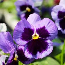 Ophelialuvflwr's tweet photo. @laertesthegoat7 here’s rosemary for remembering all who have wronged you and our wonderful father, and your greatness. Pansies, for your thoughts. https://t.co/egU4x7Sruv