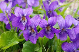 Ophelialuvflwr's tweet photo. @da1kingclaudius here, for you. rue: for your repentance of your misdeads to our Father. a daisy: for your unhappy love. violets: for your unfaithfulness, but they have dried since my father died. https://t.co/pddGV09lEh