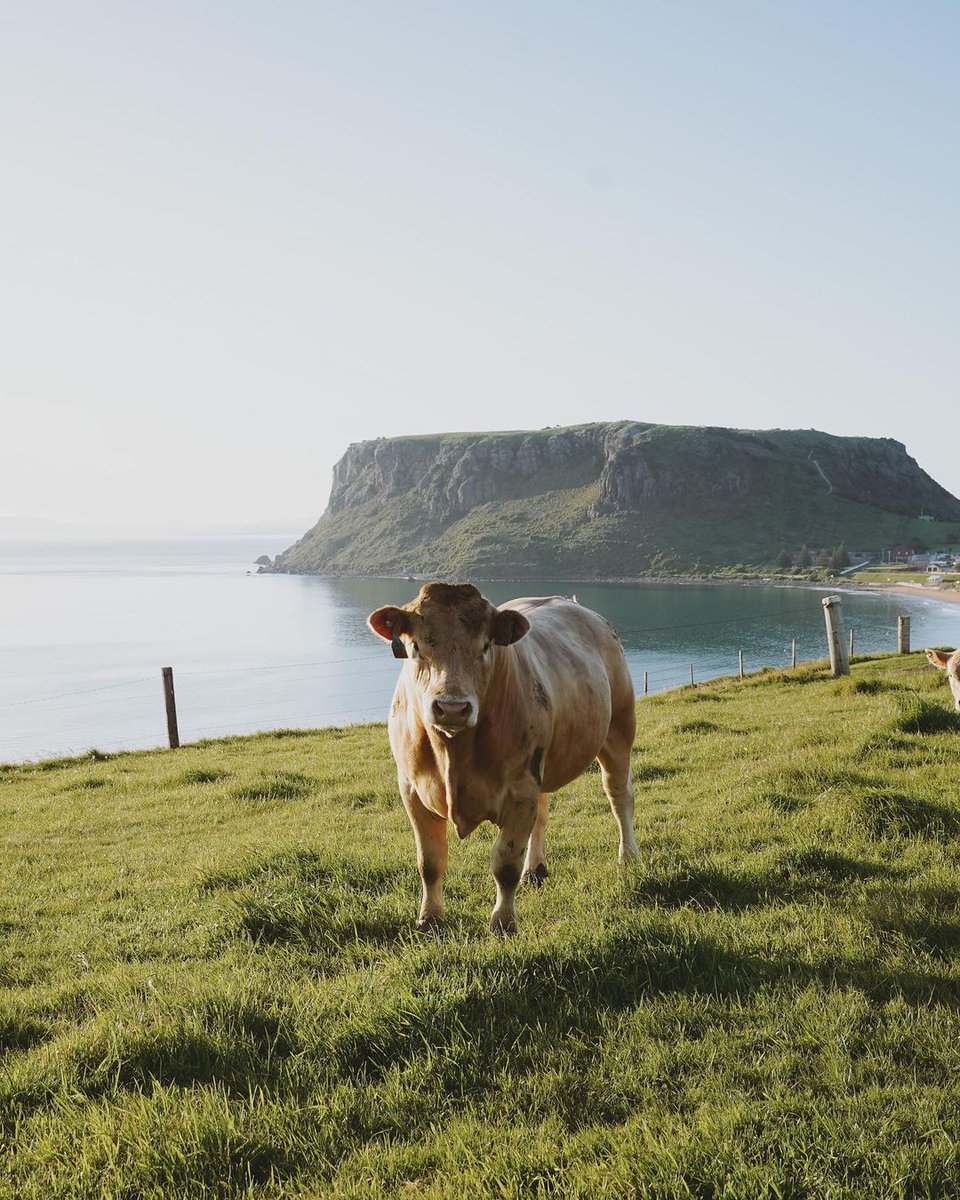 Is it a mountain, or a ‘dormant volcanic plug’? Either way, Stanley’s cows don’t seem to mind. 📍 Stanley  📷 IG/she.who.explores #DiscoverTasmania