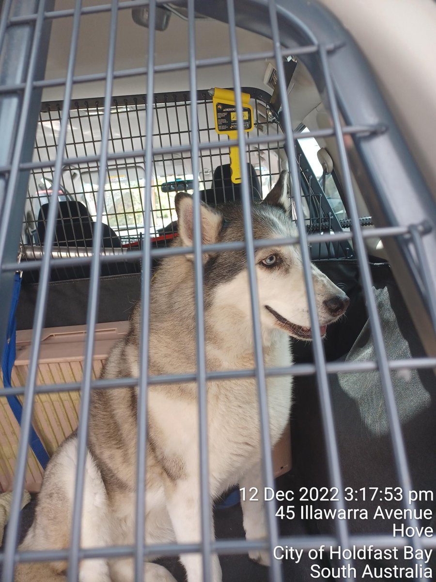 Husky dog found at Brighton Rd and Illawarra Ave, Hove on Monday afternoon, 12 December 2022. Dog is microchipped but owner's number is disconnected. No collar or tag. Taken to #Glenelg vet. #holdfastbay #LostDog