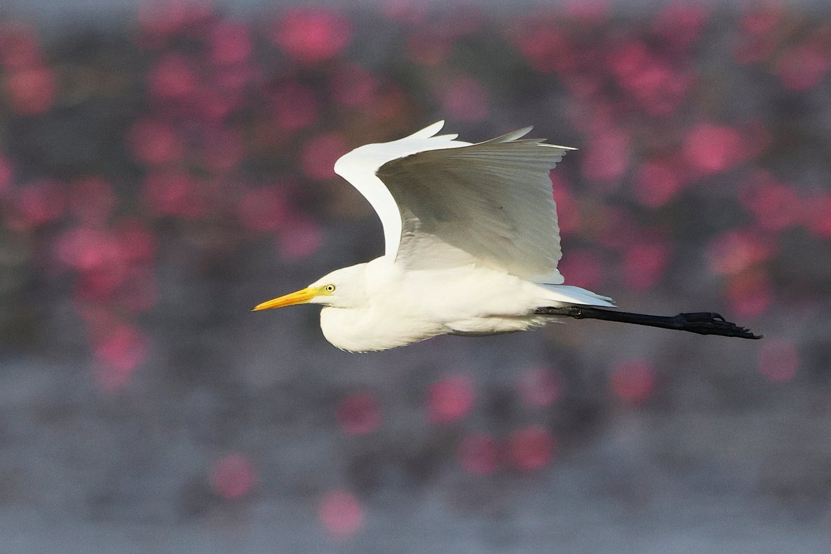 dhavalbhadania's tweet photo. Background can uplift the common subject. Egret with beautiful colours of blurred waterlilies in background.
.
📸 Canon R7
.
At Gujarat, India 
.
#birdphotography #birdwatching #birds #BirdsSeenIn2022 #BirdsOfTwitter #indiaves #BBCWildlifePOTD #canonr7 #canonr7india https://t.co/hjNKTmSHNA