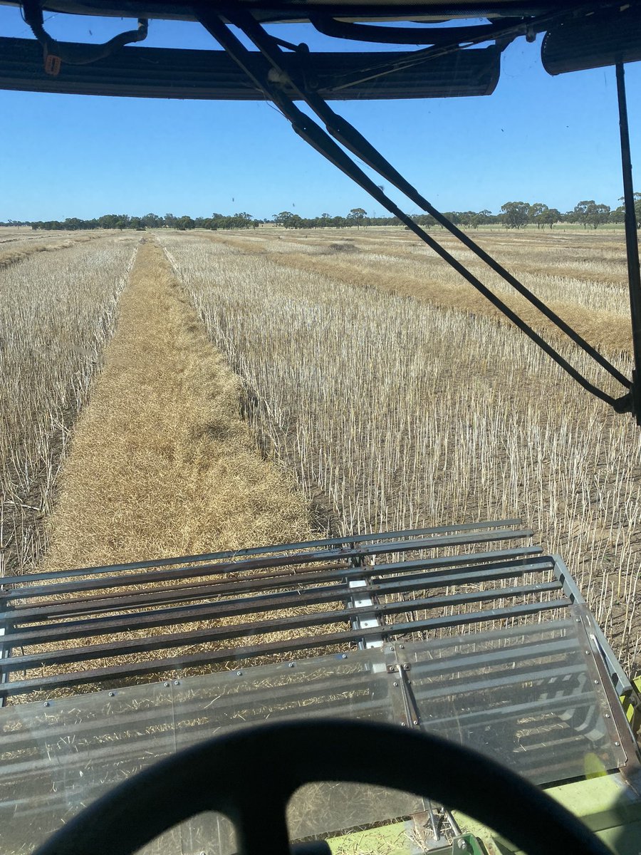 gooba_7's tweet photo. First paddock of canola in the bin, now to tackle the beans 🙈 big thanks to @NickPekin for helping me out with a header after contractors left me in the dark 🤦🏼‍♂️ https://t.co/5cE3vZWwMx