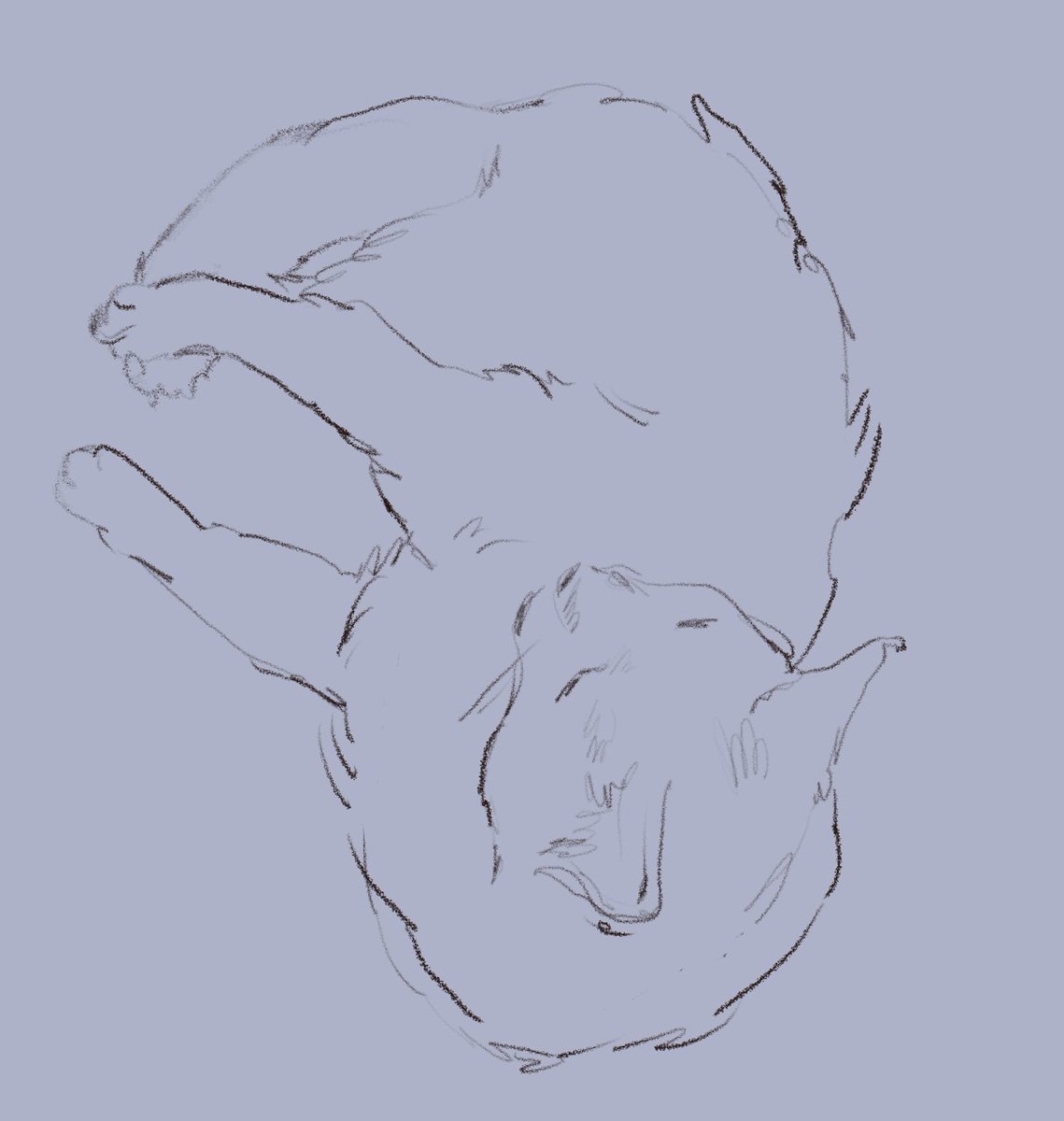 katzud0n's tweet photo. little sketches of kitty cattone https://t.co/1IuBN1w55J