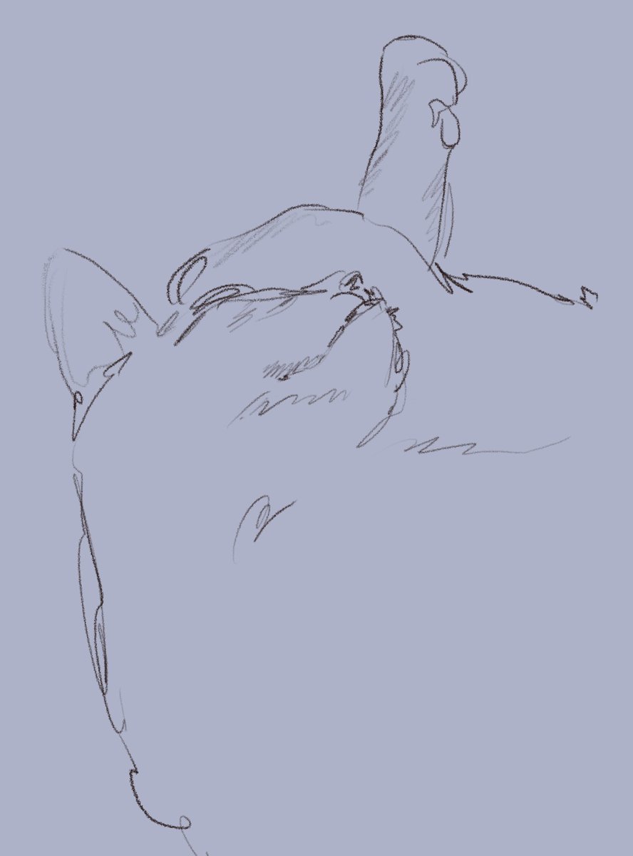 katzud0n's tweet photo. little sketches of kitty cattone https://t.co/1IuBN1w55J