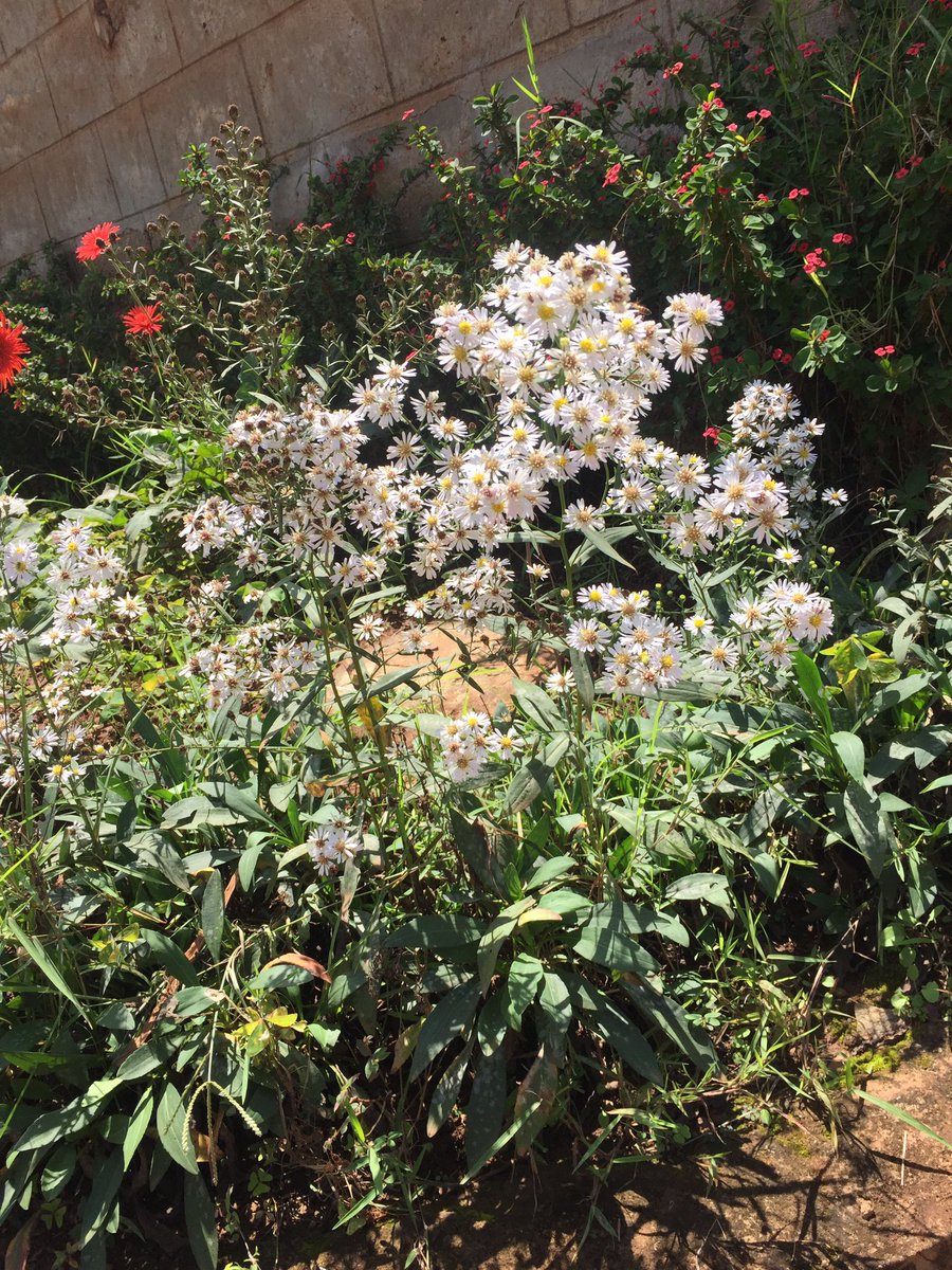nyanda_works's tweet photo. Flowers brighten🌞 up the mood in a home, they also complement a house’s exterior design. 

Nyanda Works 
#mergingstructureandnature 
0705099924.

#flower #gardendesign #exteriordesign #homedesign #landscapes #landscape_lovers #landscapephotography #climateaction #climatechange https://t.co/crLI1ygKYH