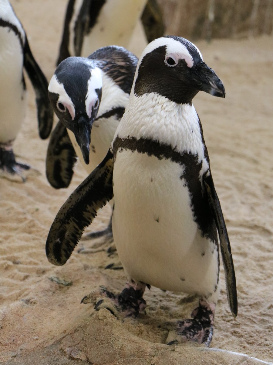 ペンギン ドミニオンペンギン❤︎世界唯一見られるDOMINION PENGUIN