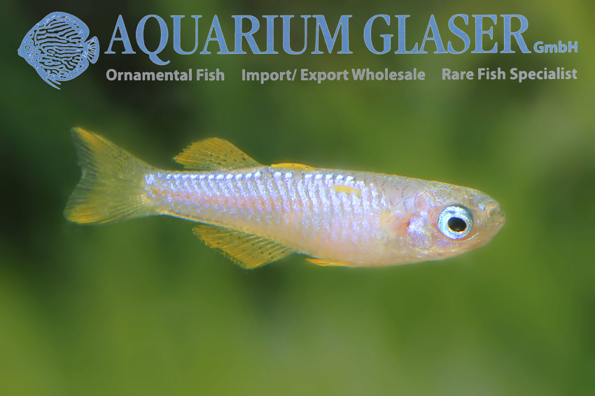 aquariumglaser's tweet photo. #Pseudomugil #luminatus „#Blue“
find more details and pics @ https://t.co/kgExUnvbBk https://t.co/NtWWsa00Bi