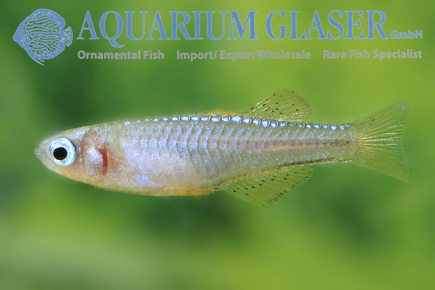 aquariumglaser's tweet photo. #Pseudomugil #luminatus „#Blue“
find more details and pics @ https://t.co/kgExUnvbBk https://t.co/NtWWsa00Bi