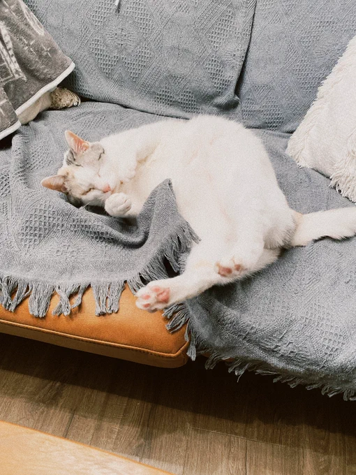 KAWAII-NEKOCHAN 
