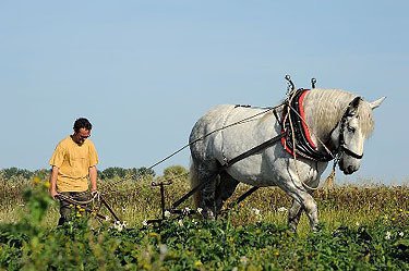 farmers3b's tweet photo. De trait ou diligencier, cette race est la + connue des chevaux français.
Il est assez massif ayant une ossature &amp; une musculature très développées, connu pr être un cheval docile, calme &amp; courageux. Cheval de travail mais aussi de loisir ou d’attelage
#JuliaCeciEstUne #Percheron https://t.co/Uo4MRKCn2s