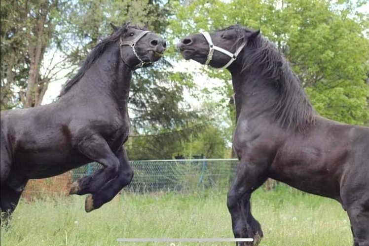 farmers3b's tweet photo. De trait ou diligencier, cette race est la + connue des chevaux français.
Il est assez massif ayant une ossature &amp; une musculature très développées, connu pr être un cheval docile, calme &amp; courageux. Cheval de travail mais aussi de loisir ou d’attelage
#JuliaCeciEstUne #Percheron https://t.co/Uo4MRKCn2s