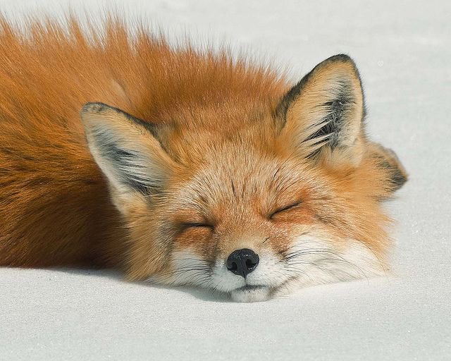 Slyly Foxes tweet media