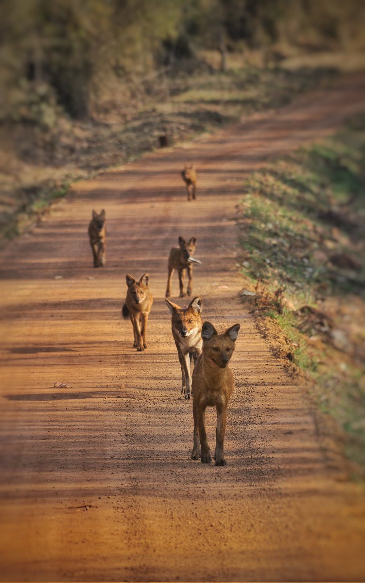 Pallavi Ghaskadbi, PhD 🦊 tweet media