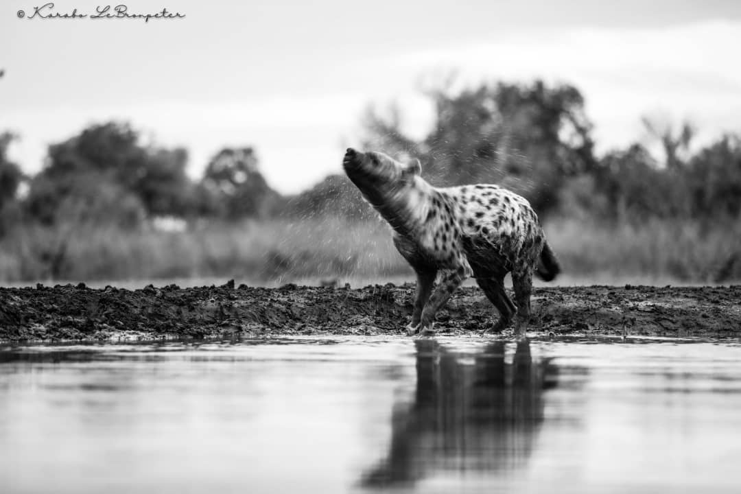 'Shake It Off'

Image by Karabo LeBronpeter Wildlife Photography

#mashatu #mashatugamereserve #botswana #travelafrica #explorebotswana #adventure #africa #travelgram #luxurydestination #thelandofthegiants #PushaBW #ilovebotswana #hyena #PhotoMashatu