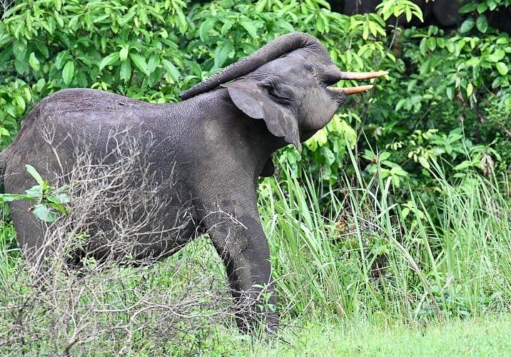 C’est toujours un immense plaisir de voir des éléphants #gabon #gabonphoto #elephants #wild #wildlife #lovegabon
