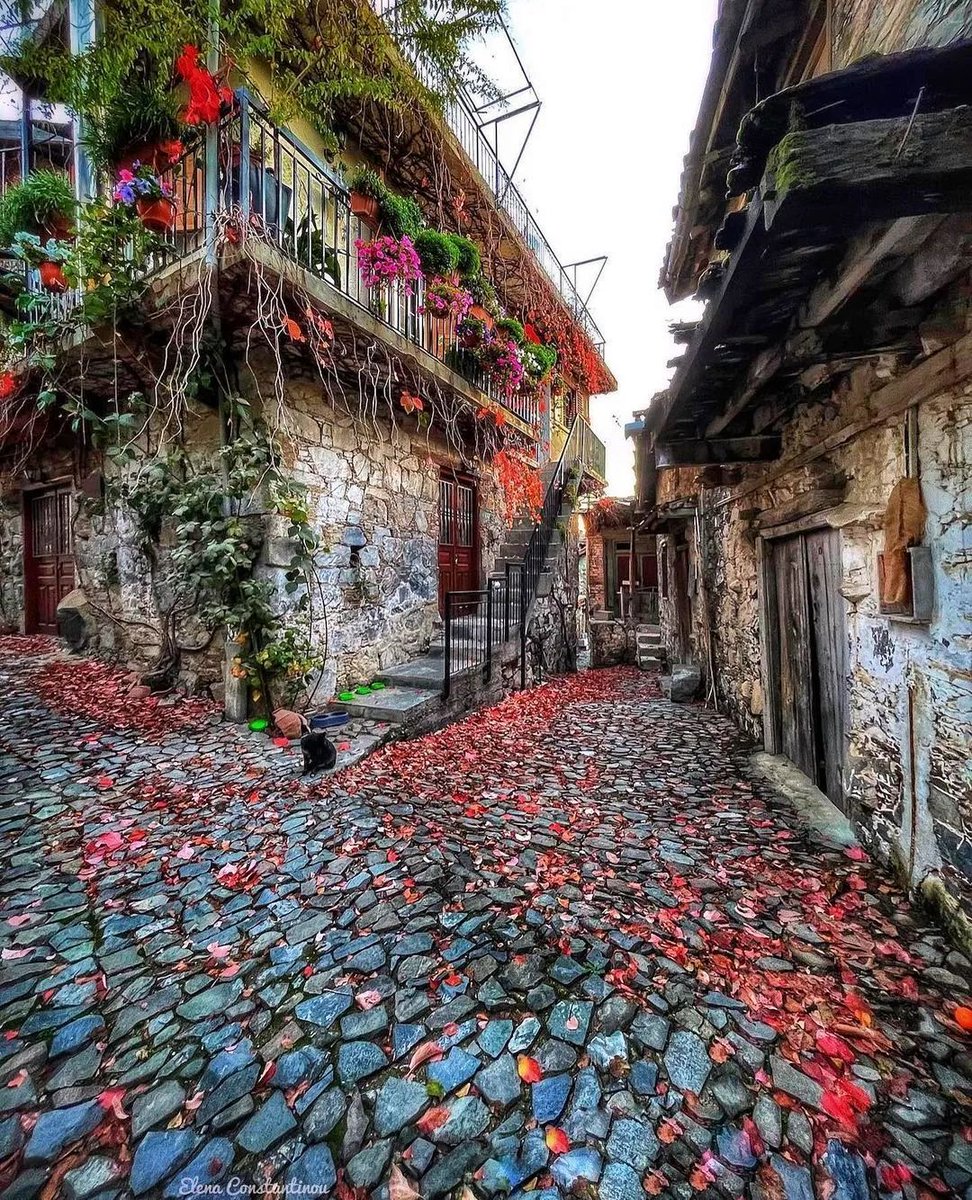 CyprusAlive's tweet photo. 📍Askas 🇨🇾 Nicosia

📸 @elena_constantinou_75 [IG]
 
#Cyprus #Nicosia #Askas https://t.co/ND3Udxfoj4