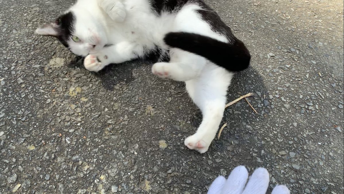 YouTubeを更新しました〜！！

rolling/ローリング/猫/cat
youtu.be/dd2Iwpmbp2o

#cat #野良猫　#猫　#猫好きさんと繋がりたい
#straycat